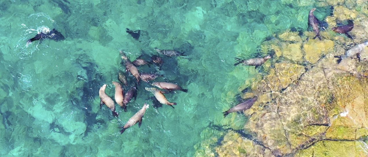 La Paz sea lions on crystalline waters sea vacation